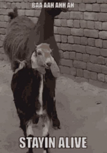 Surviving Goat Dancing Staying Alive GIF