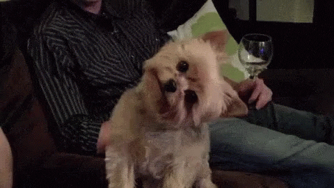 Sus Confused Yorkshire Terrier GIF