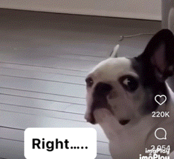 Suspicious Dog Right GIF