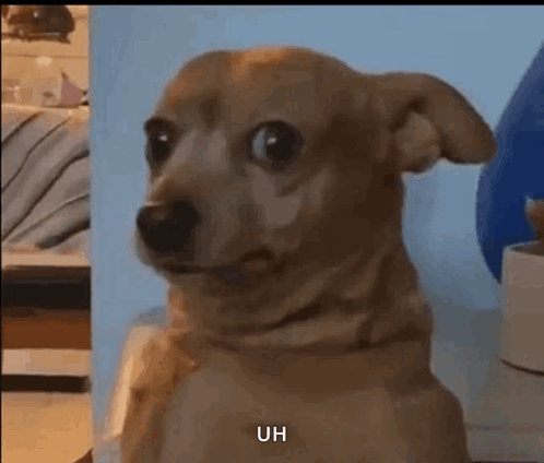 Suspicious Funny Dog Meme GIF