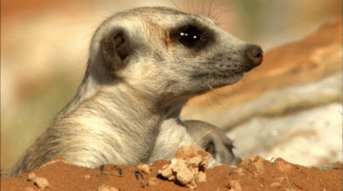 Suspicious Meerkat Looking Around GIF