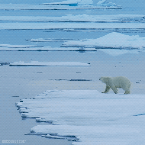 Svalbard Polar Bear Swim GIF