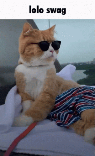 Swag Cat Fashion GIF
