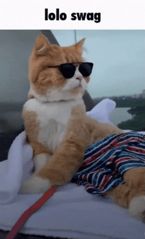 Swag Cat Fashion GIF