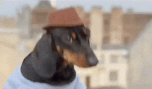 Swag Wiener Dog Playing Piano GIF