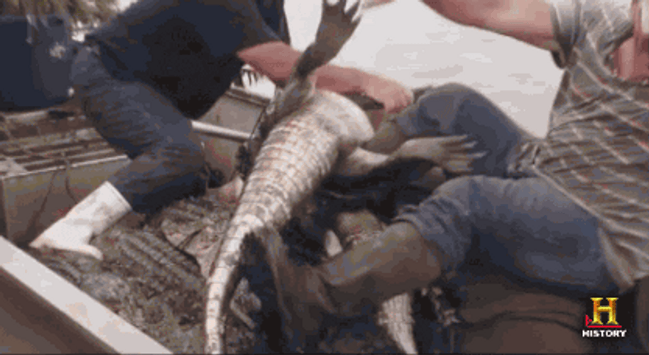 Swamp People Playing With Alligator GIF