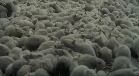 Swarm Of Rat Showering GIF