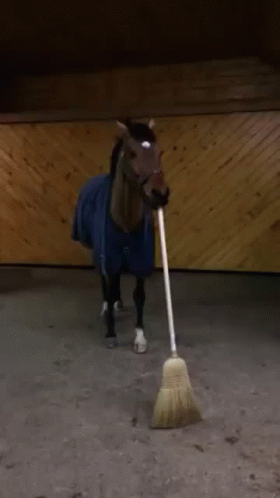 Horse Is Ready To Sweep The Floor GIF