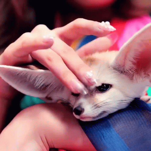 Sweet Baby Fennec Fox Getting Pets GIF