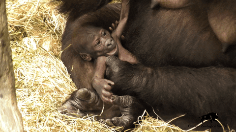 Sweet Baby Gorilla Monkey Cuddling With Mom GIF