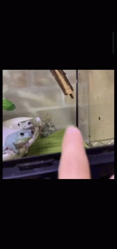 Sweet Bite Cute Frog GIF