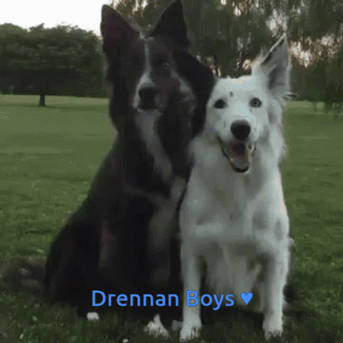 Sweet Black And White Cute Dogs GIF