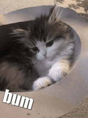 Sweet Caroline Cat Bum GIF