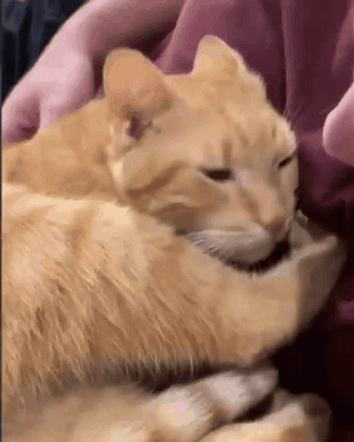 Sweet Cat Clingy Sniffing GIF