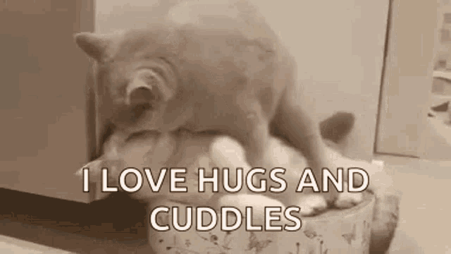 Sweet Cats Love Hugs And Cuddling GIF