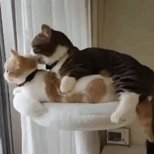 Sweet Cute Cats GIF