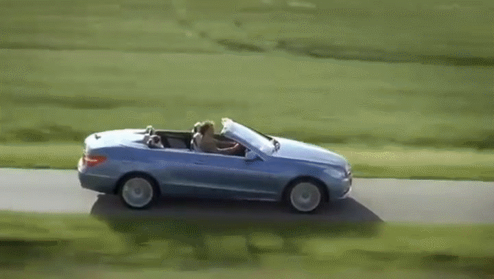 Sweet Dog And Owner Driving GIF