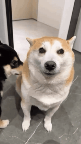 Sweet Dog Sniffing Dog GIF