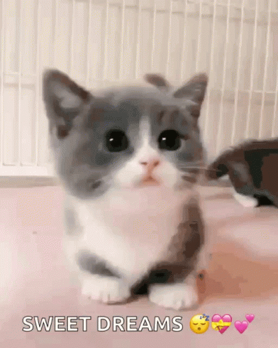 Sweet Dreams Cute Kitty GIF