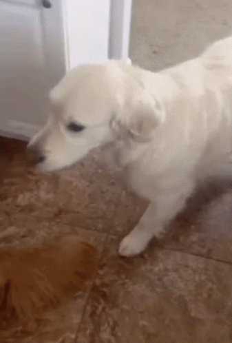 Sweet Golden Retriever Dogs Hugging GIF