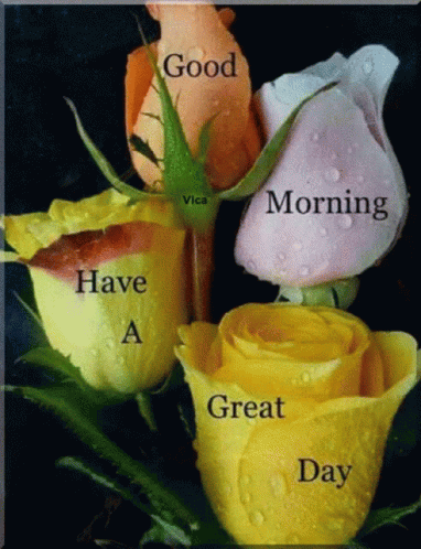 Sweet Good Morning Rose Flowers GIF