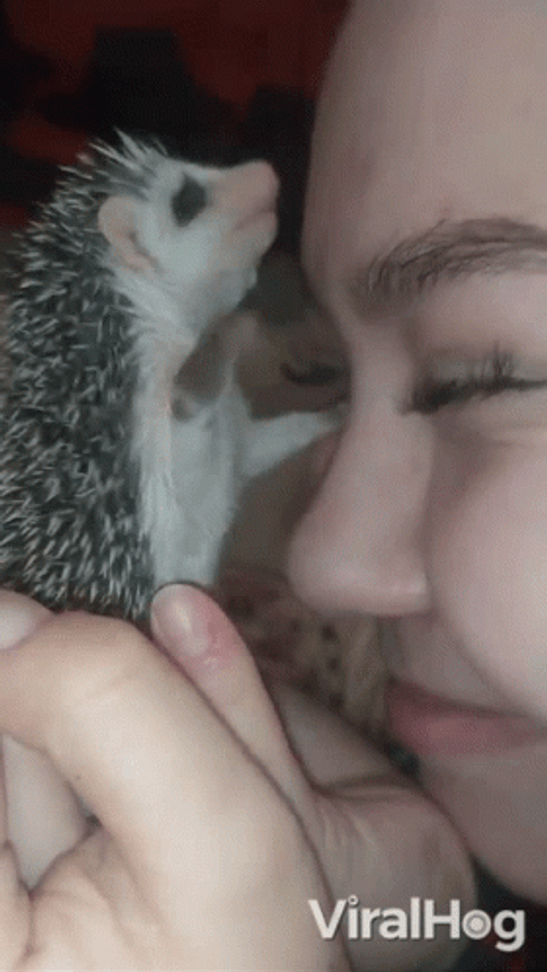 Sweet Hedgehog To Human Forehead Kiss GIF