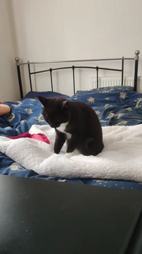 Sweet Little Cat Making Biscuits GIF