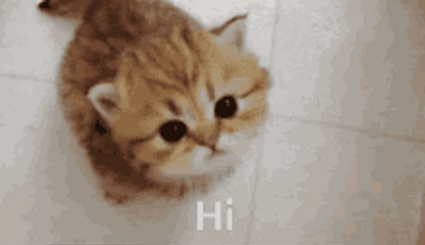 Sweet Little Cute Cat Meow Hi GIF