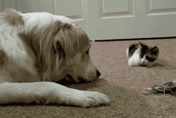 Sweet Little Kitty Gives Dog Boop GIF