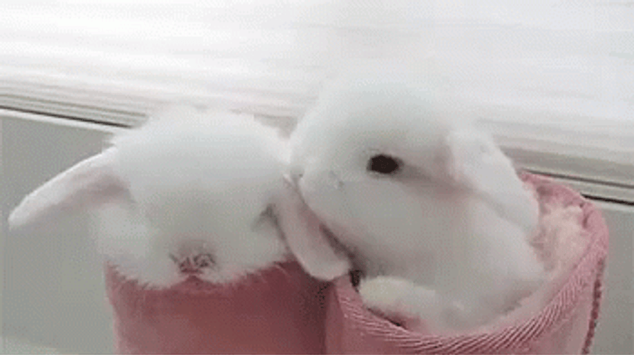 animals kissing gif