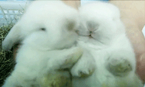 Sweet Love White Rabbits Kissing GIF