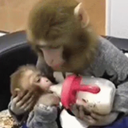 Sweet Mama Cuddling Baby Monkey GIF
