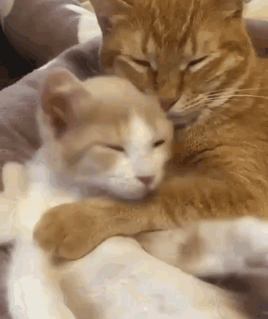 Sweet Mother And Baby Kitties Cuddling GIF