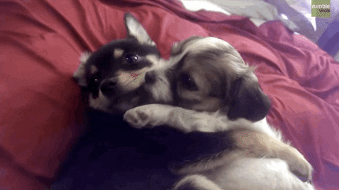 Sweet Puppies Dogs Hugging Licking GIF
