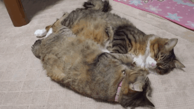 Sweet Relationship Cats Couple Sychronize GIF