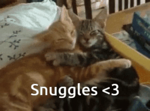 Sweet Sleeping Cats Snuggles GIF