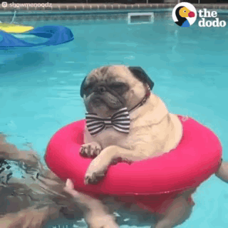 Swim Pug Dog Breed GIF