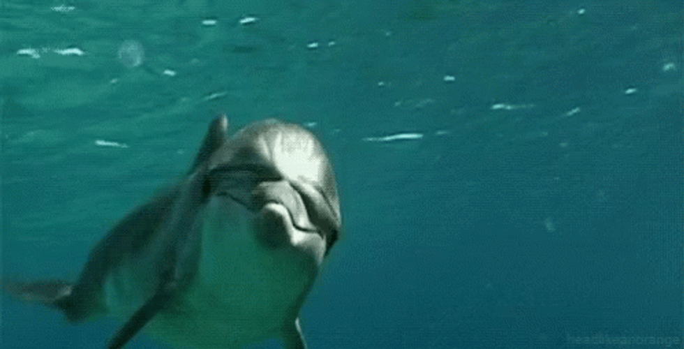 Swimming Dolphin GIF