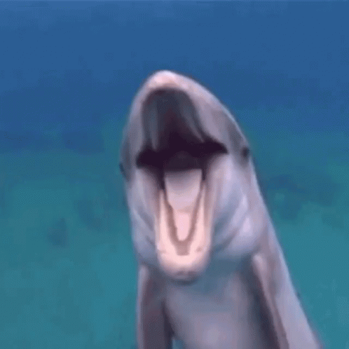 Swimming Dolphin With Open Mouth And Nose Bubble GIF