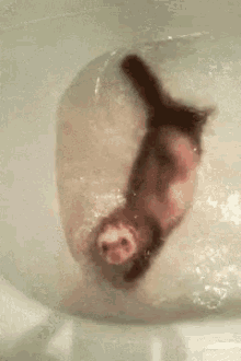 Swimming Ferret Animal GIF