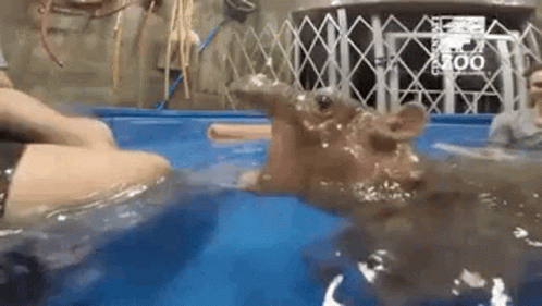 Swimming Hippo Brutal Chomp GIF