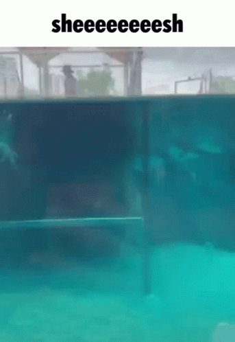 Swimming Pool Saying Sheeeeeesh GIF