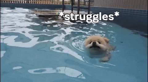 Swimming Puppy Struggle Bus GIF