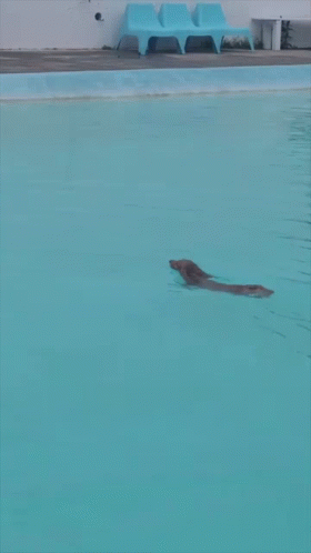 Swimming Safety Dogpool GIF