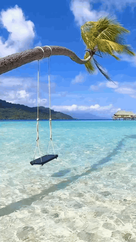 Swing Hanging From Tree Branch Over Water GIF