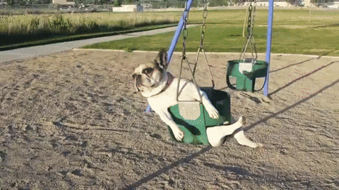 Swing Ptsd Dog GIF