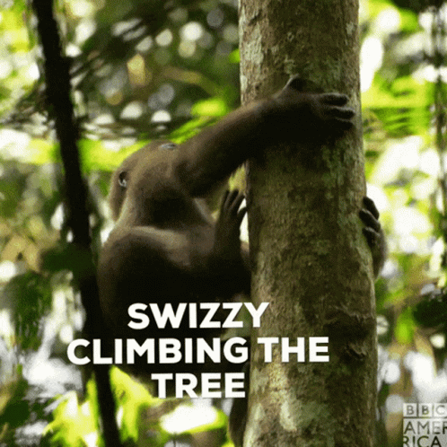 Swizzy Climbing The Coconut Tree GIF