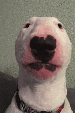 Swollen Face Dog Meme GIF