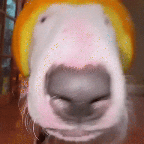 Swollen Pumpkin Face Dog Meme GIF