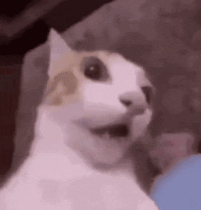 Sylus Sylus Kitty Gif GIF